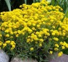 Alyssum Gmelina (MOUNTAINOUS)